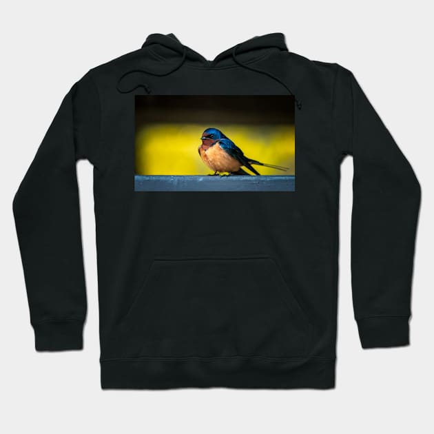 Barn Swallow on a Rail 2 Hoodie by jecphotography